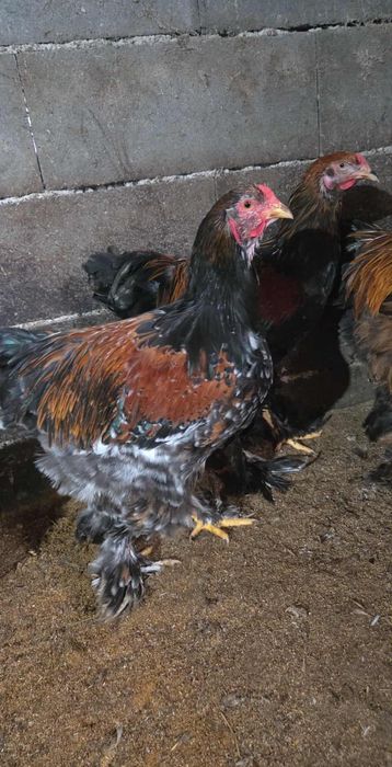 Vand, sau schimb Cocoși Brahma de 5 luni