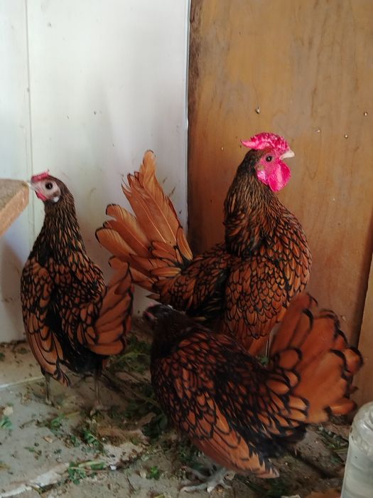 Zalatoy Sibray yapon komplekt sotiladi