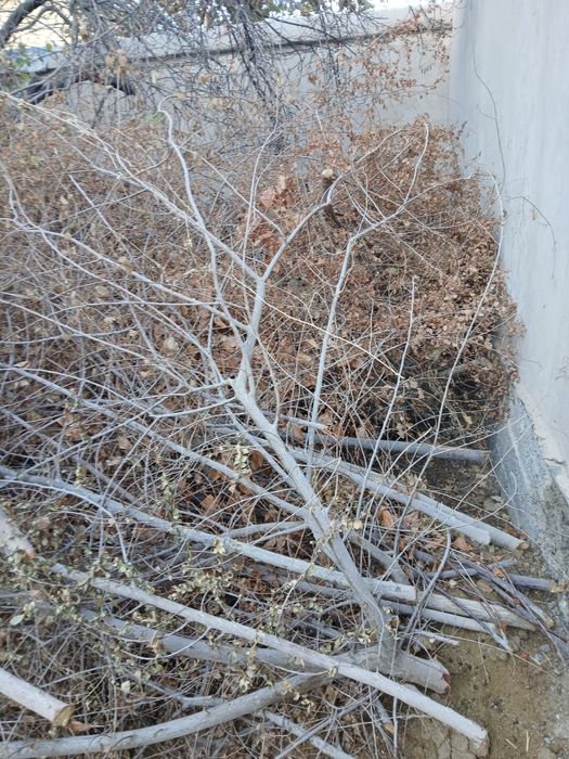 Урганч шахрида утинлар сотилади.