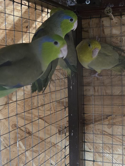 Forpus, pereche Micul Alexander