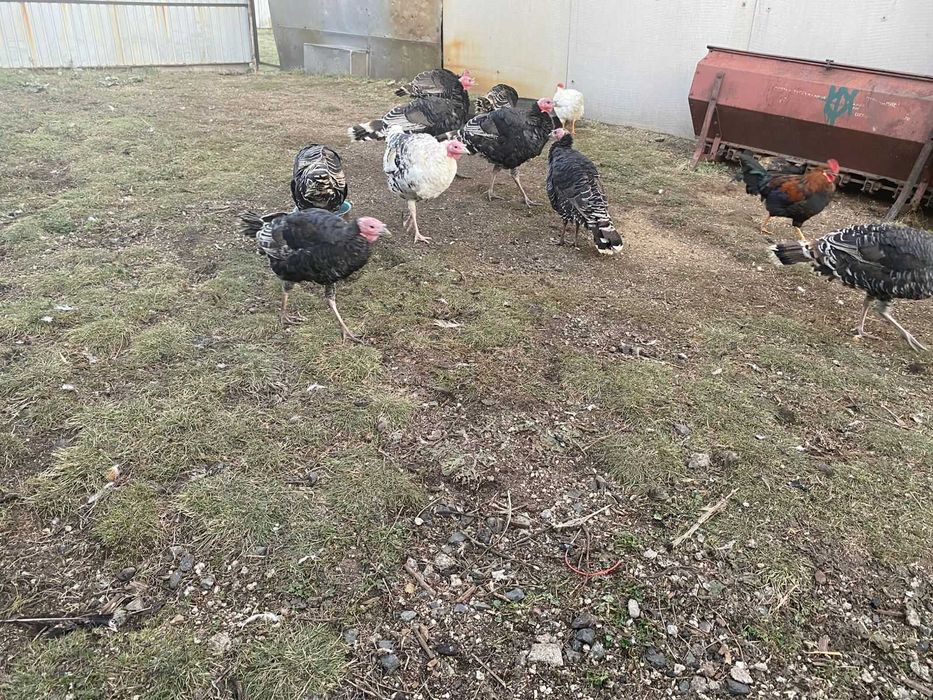 Продам индюков и индюшек  этого года