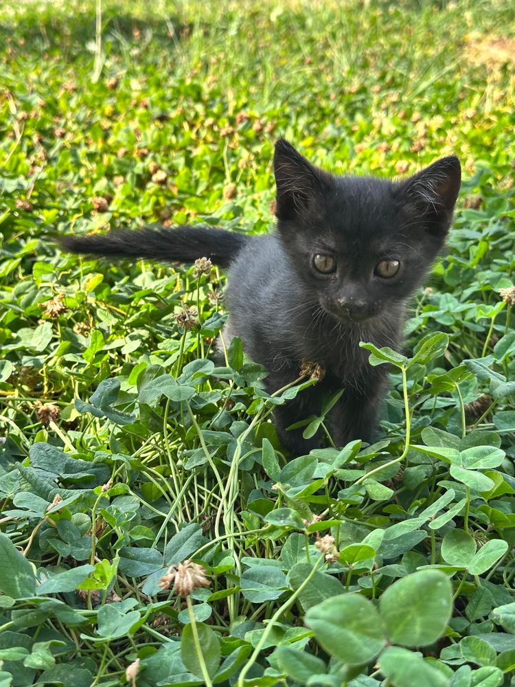 Отдам котят домашних