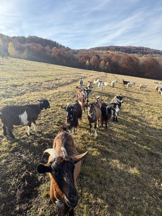 Vand 12 capre si un țap