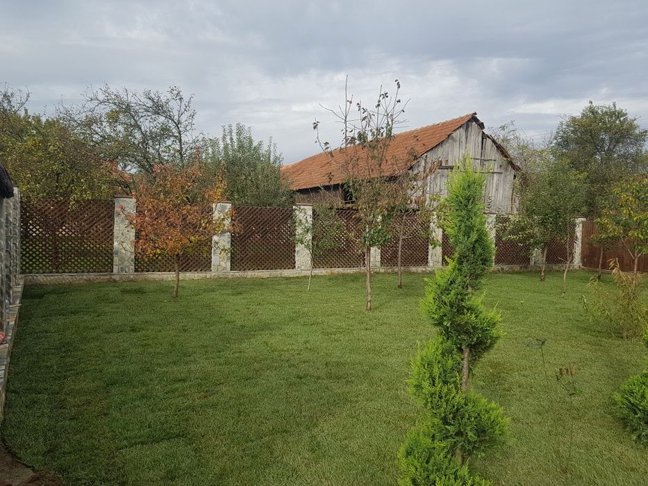 Plante ornamentale preturi de producator pepeniera propie