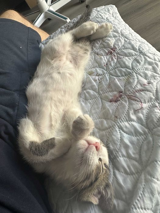 Малко игриво мъжко коте на 3 месеца с подарък креватче и играчки