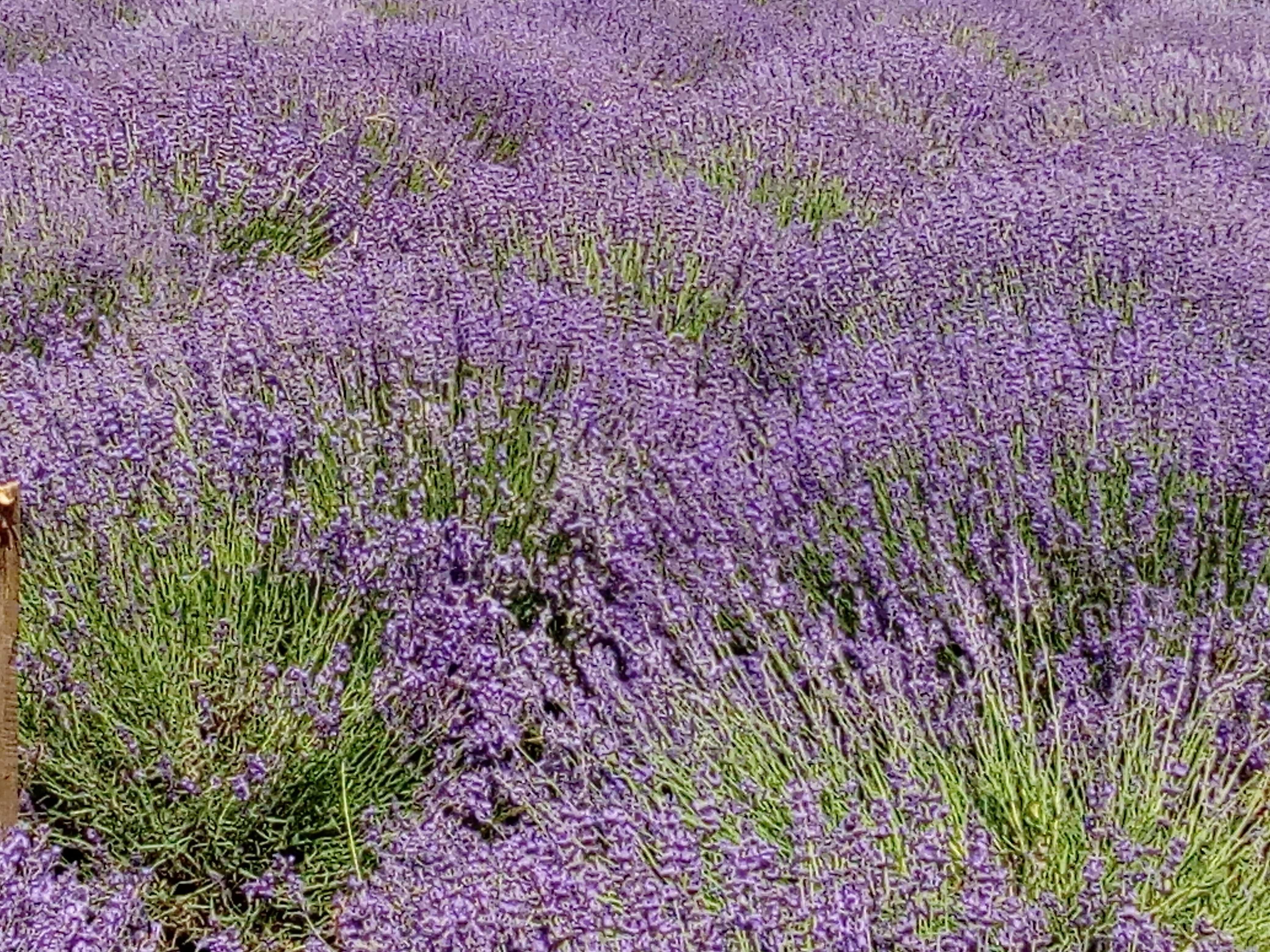 Tufe LaVanda VERA Provance BIO  soi Alimentar,Medicinal si Cosmetic RO