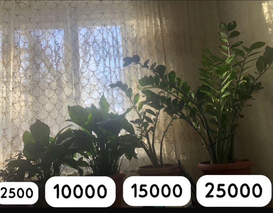 Продам цветы Доллар