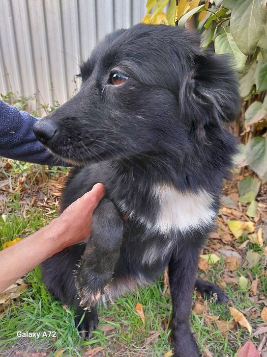 Собака возраст 1.5 г ищет дом. Неболшого роста. Охранница