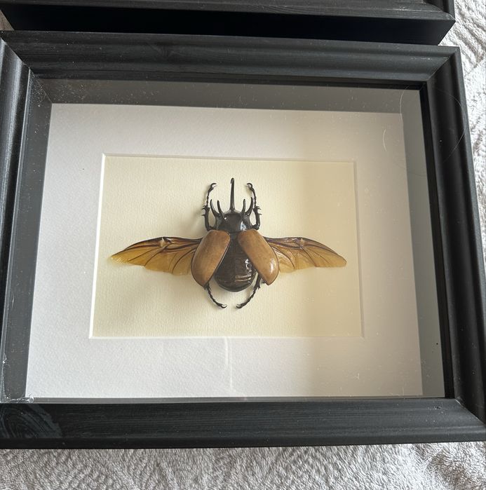 Бръмбар рогач в рамка