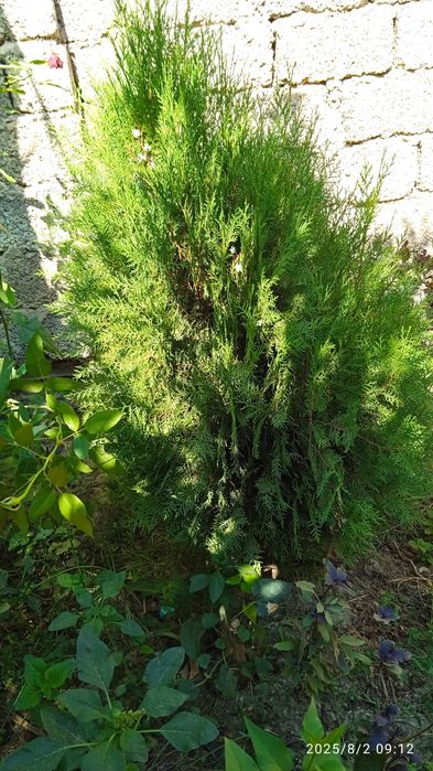 Туя арча сотилади