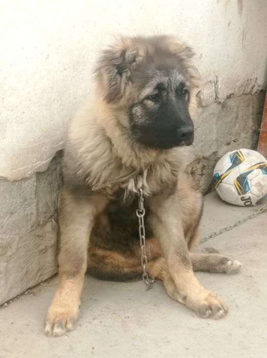 Срочно Прадаётся девочка кавказская овчарка 6 месяцев