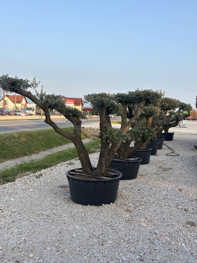 Maslini ornamentali‼️