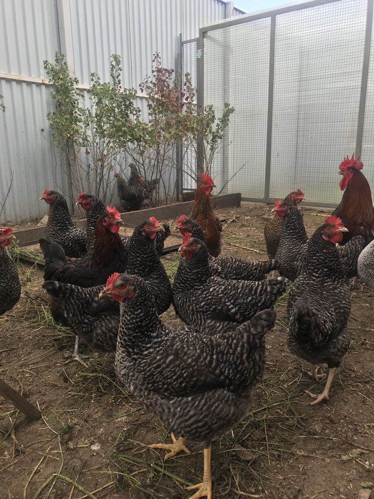 Домашние куриные Яйца