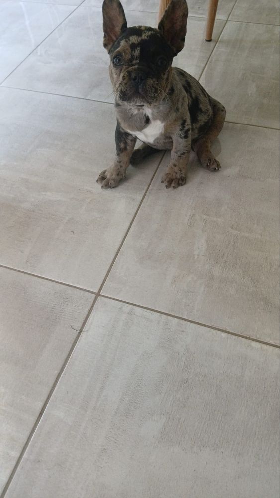 bulldog francez merle