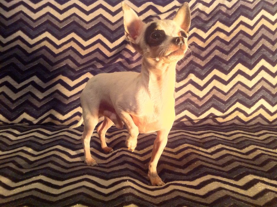 Продавам чихуахуа - момче и момиче