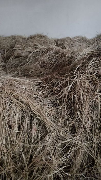 Пичан боглами 25000