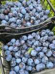 Prune coapte de vânzare