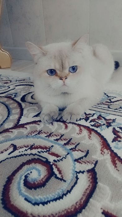 Вязка котов породистый
