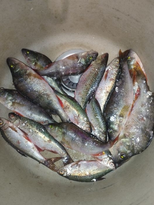 Чищенная свежеаыловленная рыба
