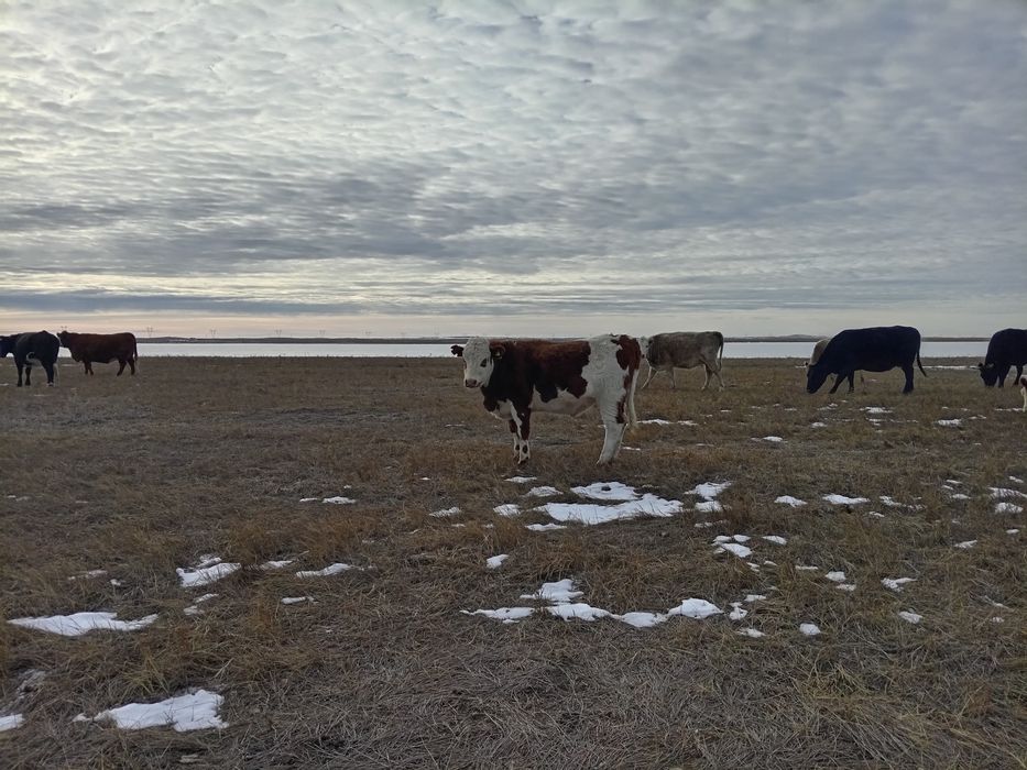 Бычки костраты 8 голов