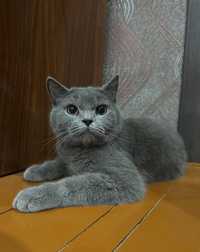 Zoti: Британская короткошёрстная кошка