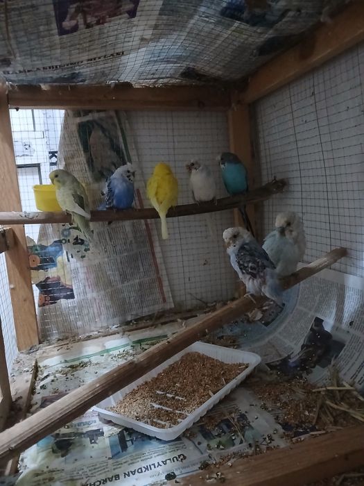 Popugaylar sotiladi donasi 80 ming babichka nar bor 250 ming