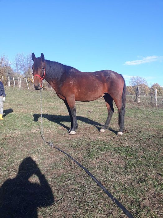 Vand Iapă  de  7 ani