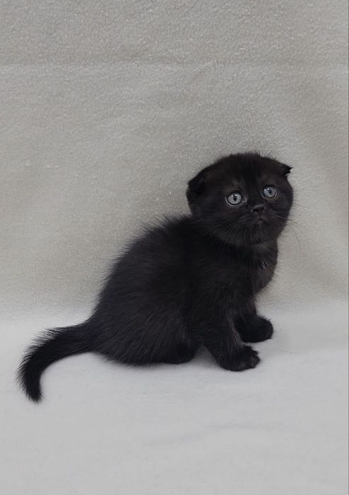 Скотиш фолд мальчик