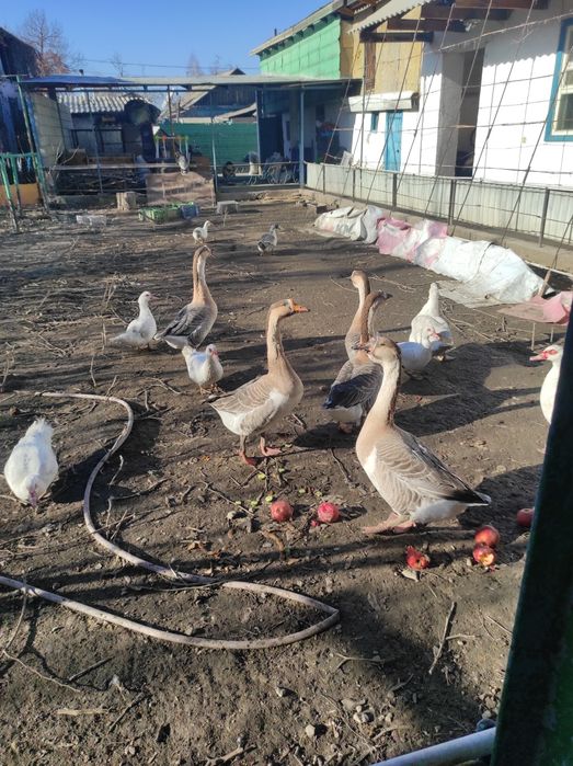 Продам гусей крупные