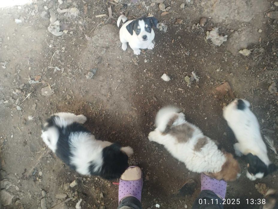 Donez cățeluși foarte jucăuși și frumoși