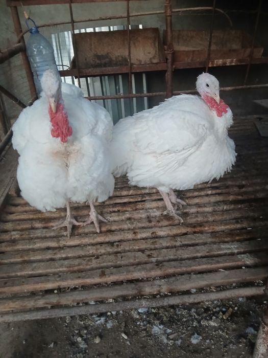 Индюшки  биг 6 продаются