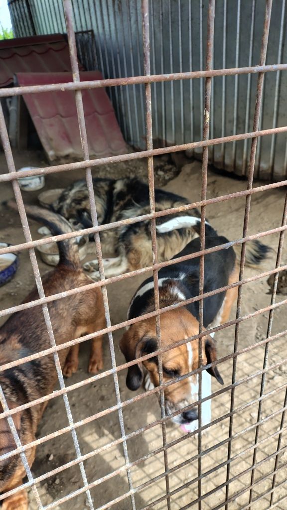 Ofer spre adopție Beagle