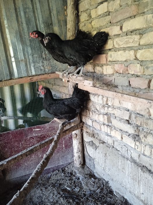 Брама жужалари сотилади