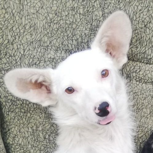 Продам той-терьера