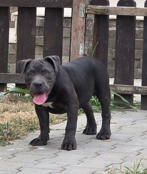 American Bully Pocket – 3 luni jumate, Bloodline de Top