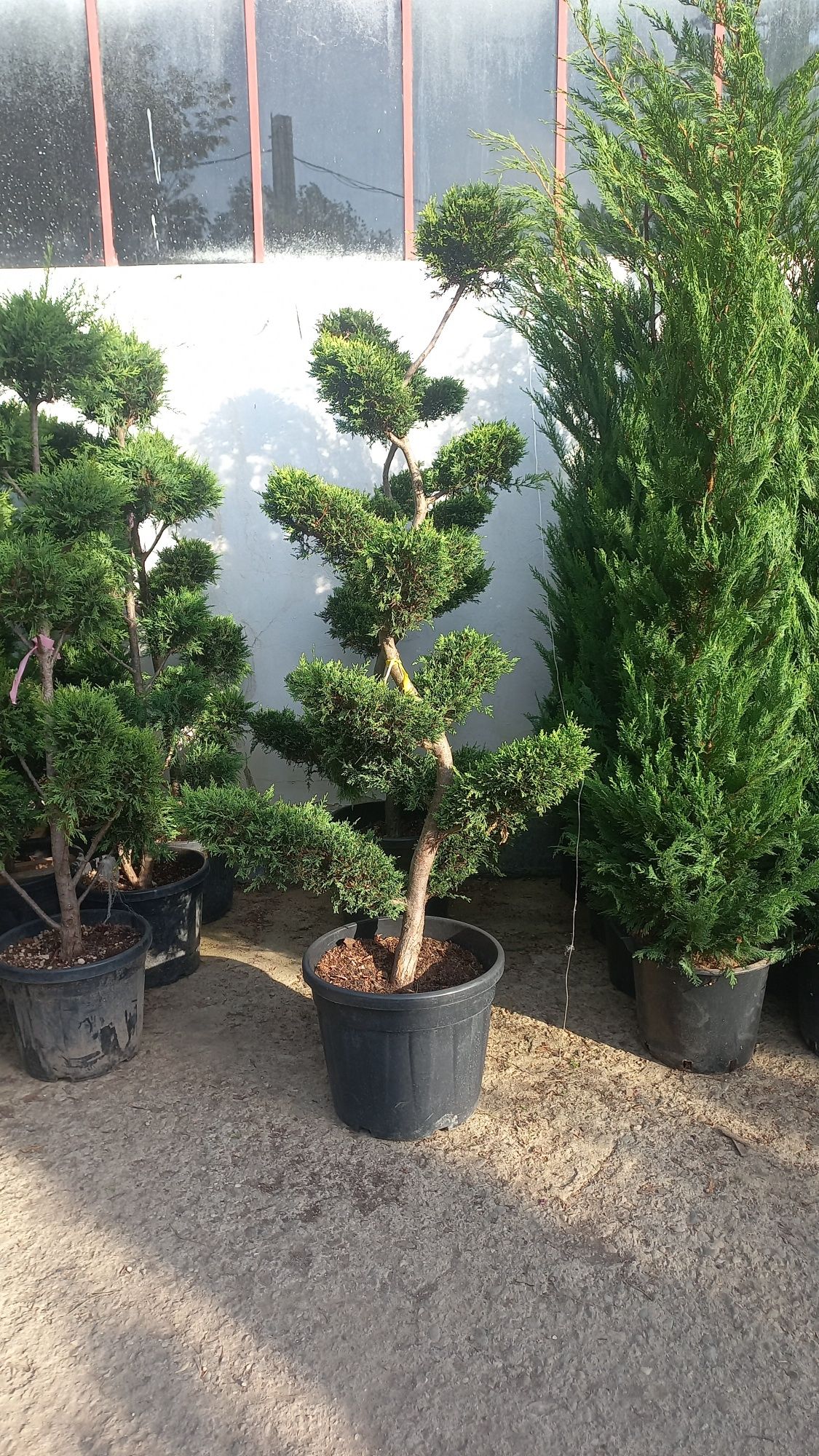 Spirale pon pon cedrus Danica palmieri bonsai magnolia