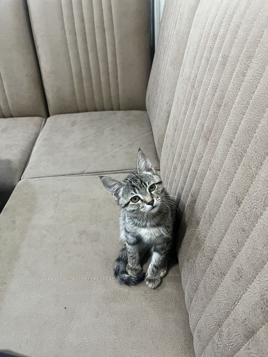 Мушук    Брласи. Тахминан. 2 ойлик қувноқ.  яхши.  мушукча соғлом чиро