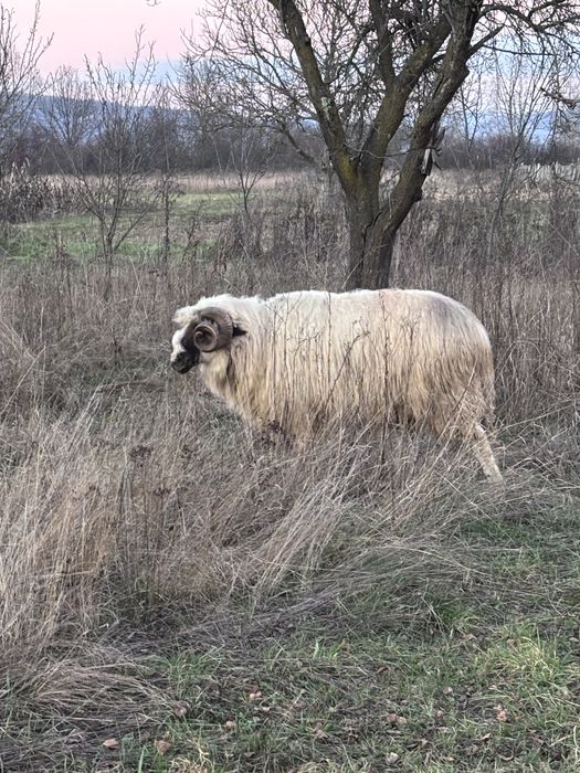 Vand sau schimb berbec breaz