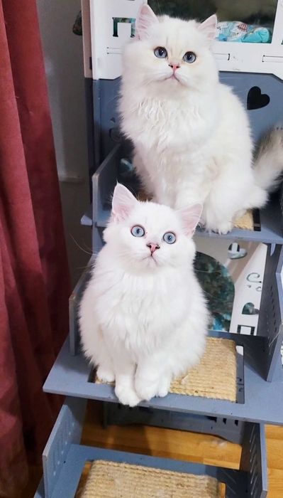 British longhair pedigree baiat superb, cu ochii albastri
