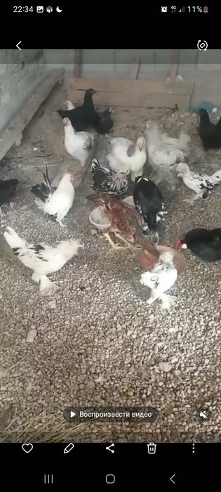 koreyskiy zotli tovuqlar sotiladi