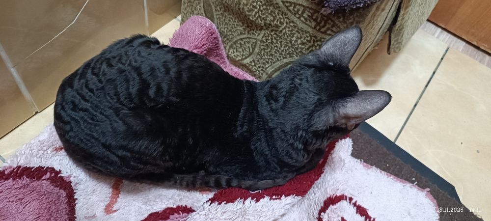 Продам кота породистого