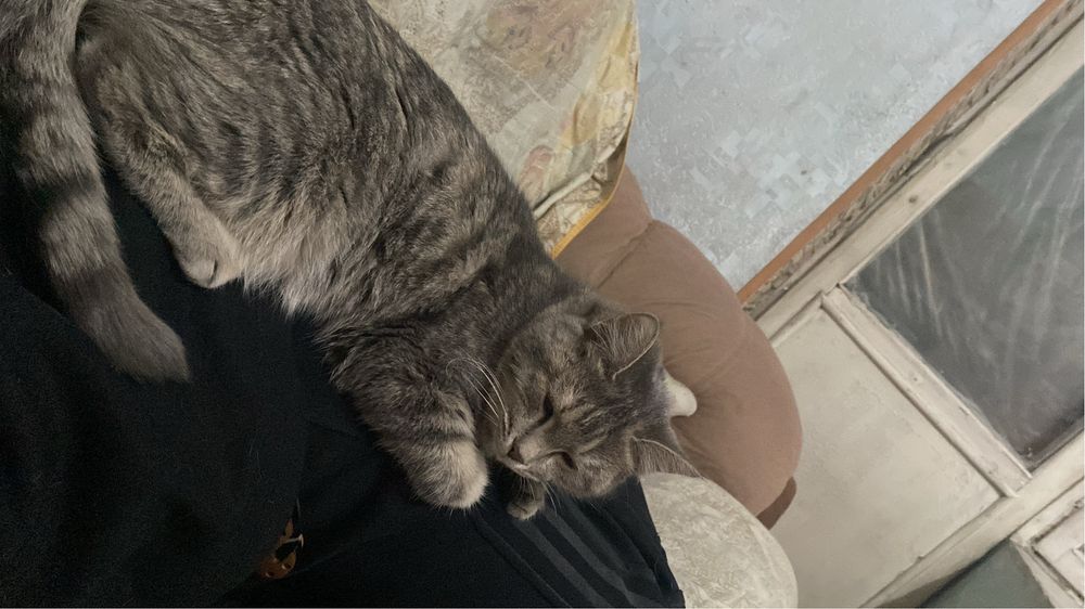 котята кошки  две пордружки отдам в хорошие руки