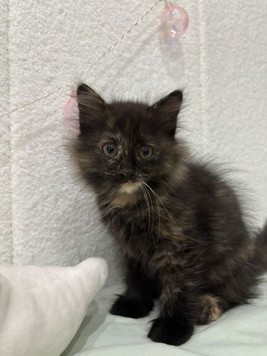 Привет Хозяин!Ты ищешь точно меня))