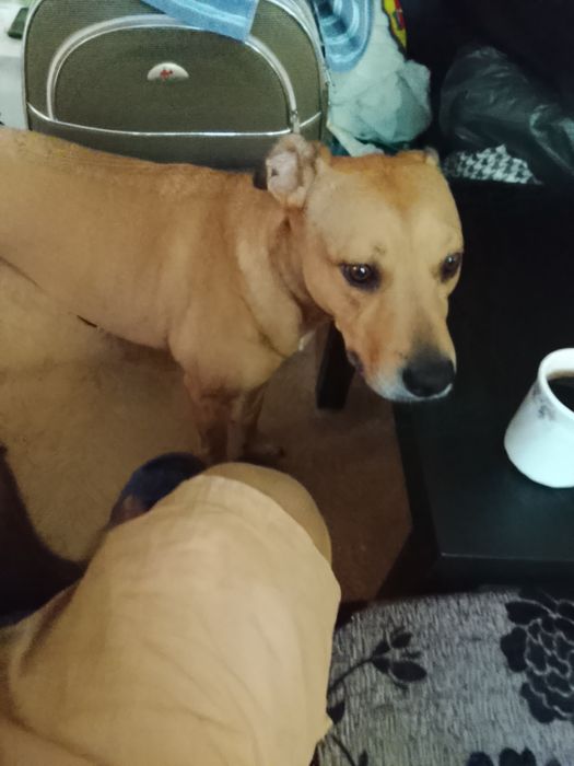 Adopție câine Amstafi cucitură
