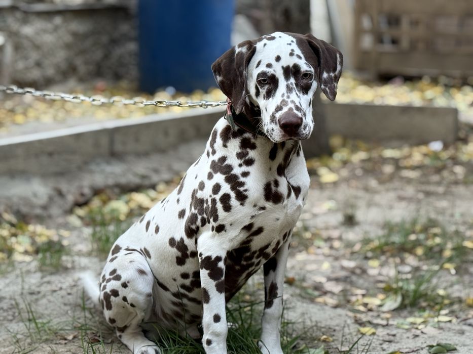 Далматин щенок хороший