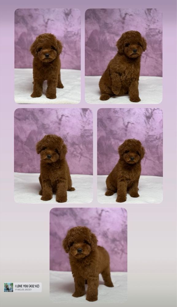 Poodle TOY RED - cu pedigree!