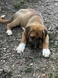doua catele de Saint-Bernard  spre donatie