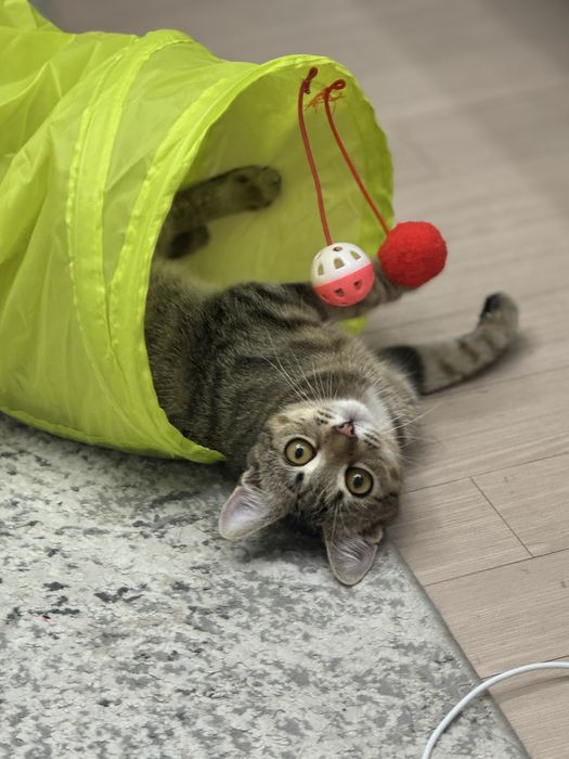 Очень хорошый кот