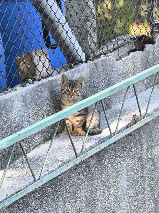 Подарявам малко коте