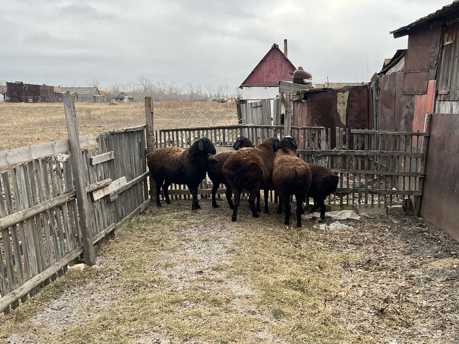 Продам хороших ярок , звоните пишите